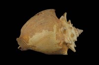 藏品(金拳鳳凰螺)的圖片